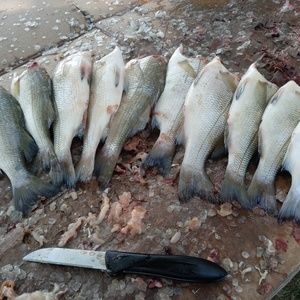 Meet your Posher, Lemuel